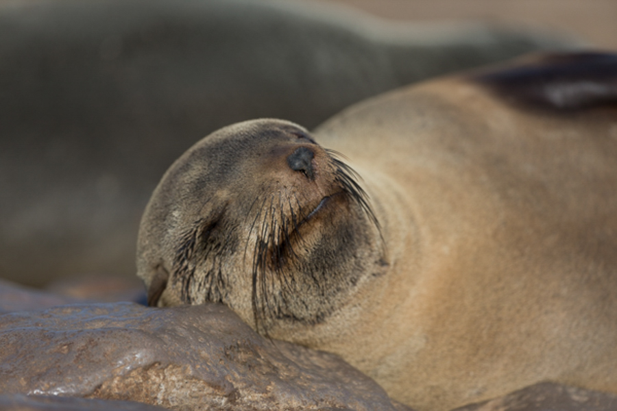 Stacks Image 936