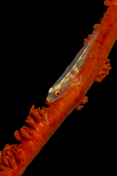 Stacks Image 1096