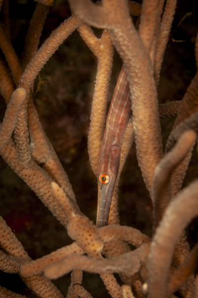 Stacks Image 1099