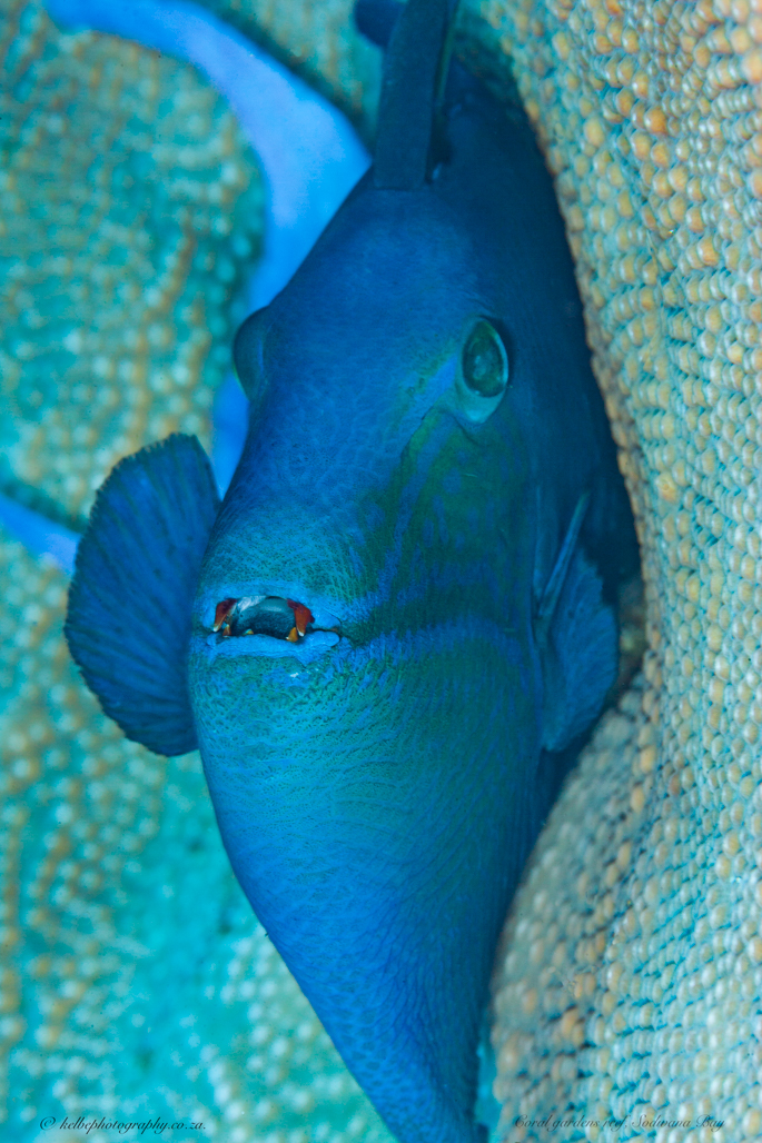 Red Fanged Trigger Fish Sodwana Bay