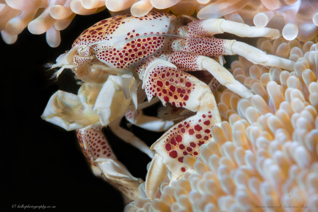 Porcelain  Crab Sodwana Bay