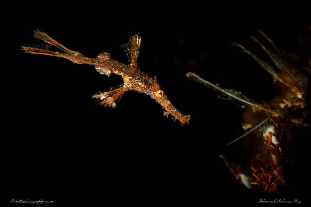 Ornate Pipefish Sodwana Bay