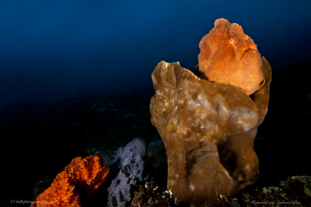 Frogfish Sodwana Bay