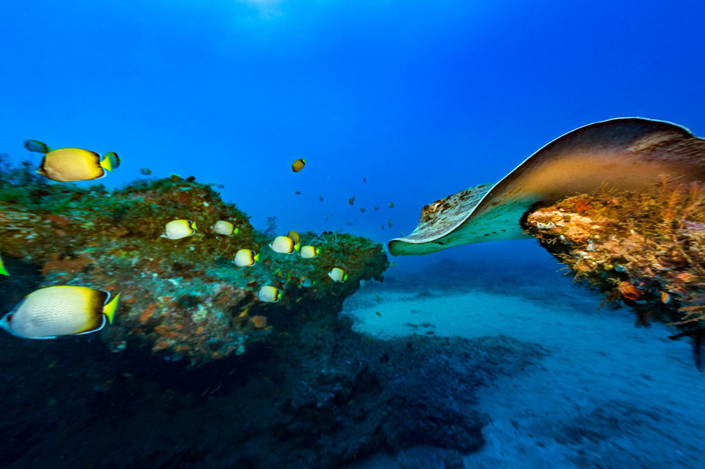 Ribbontail Ray Sodwana Bay