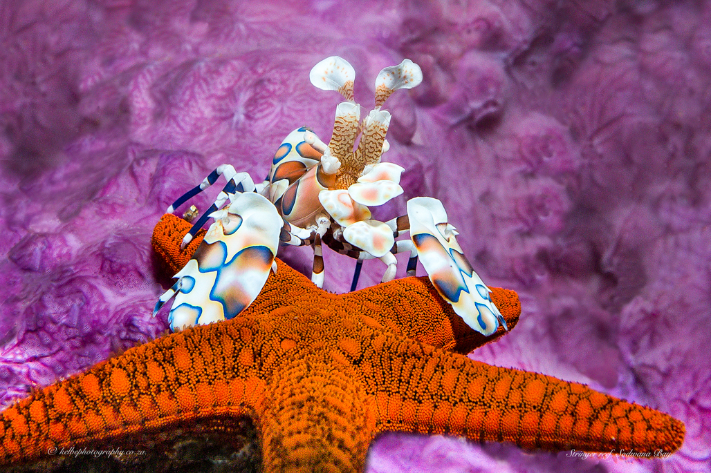 Harlequin Shrimp Sodwana Bay