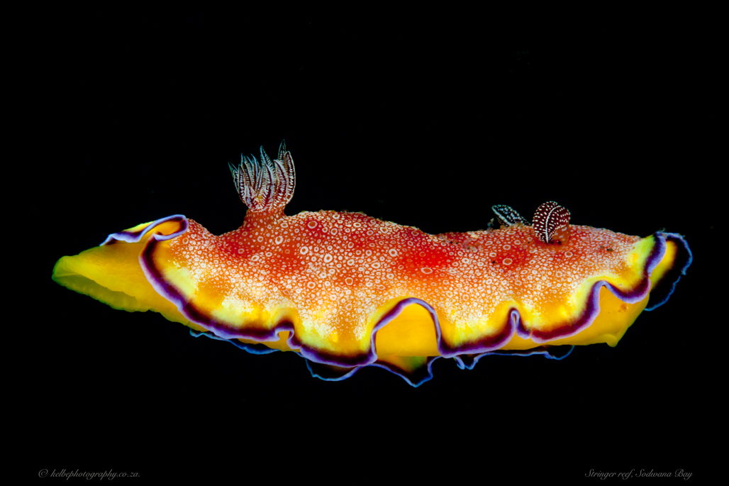 Nudibranch Sodwana Bay