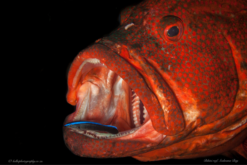 Cleaner Wrssse Perch