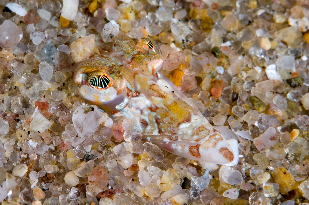Sand Diver Sodwana Bay
