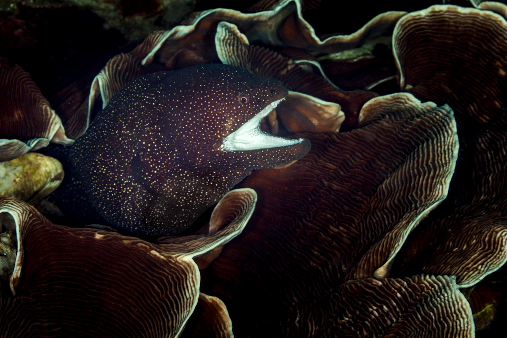 White Mouthed Eel On Lettuce