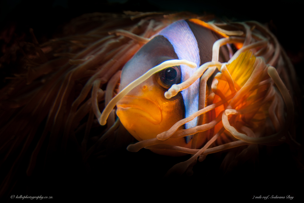 Two Bar Anemonme 