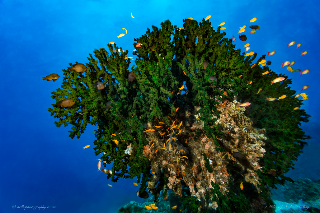 Green Coral Sodwana Bay