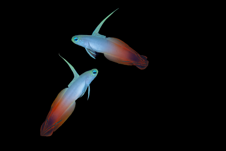 Stacks Image 1673