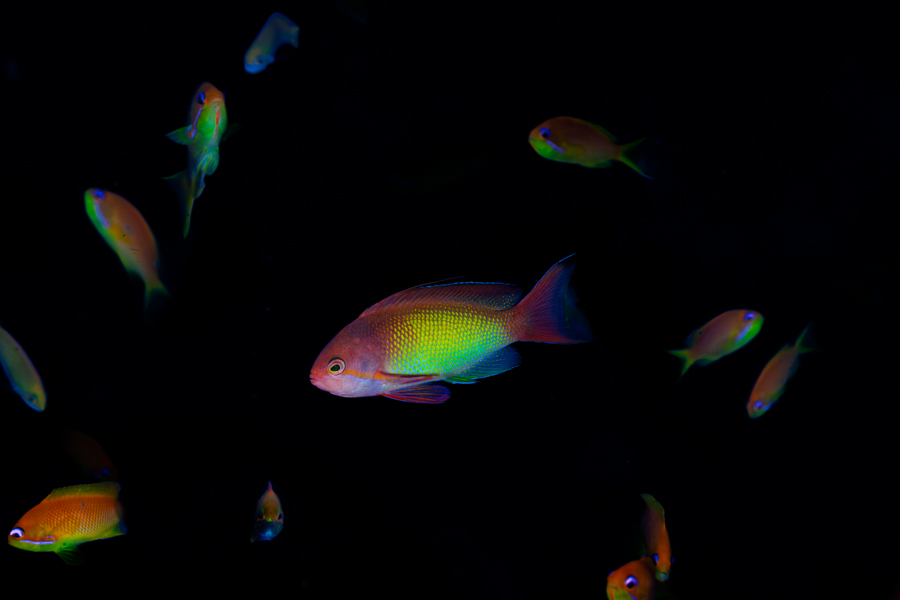 Stacks Image 1136