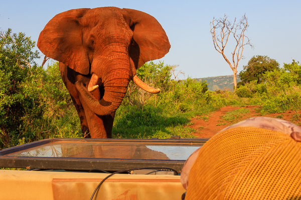 On A Game Drive
