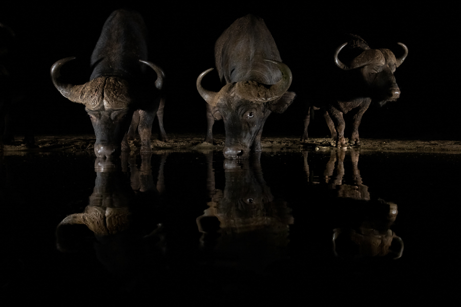 Buffalo