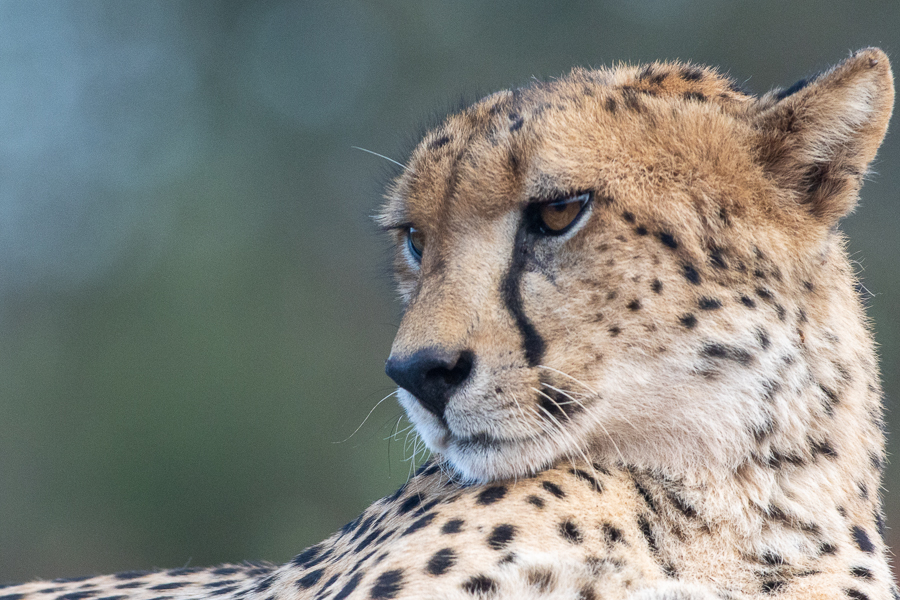 On A Game Drive