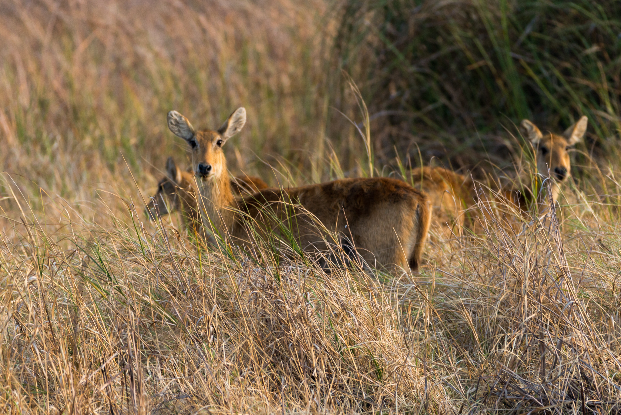 Puku Kafue