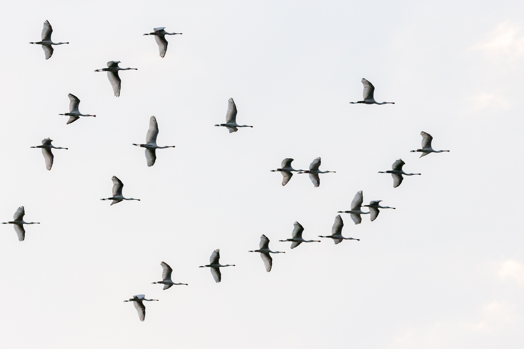 Spoonbill Formation