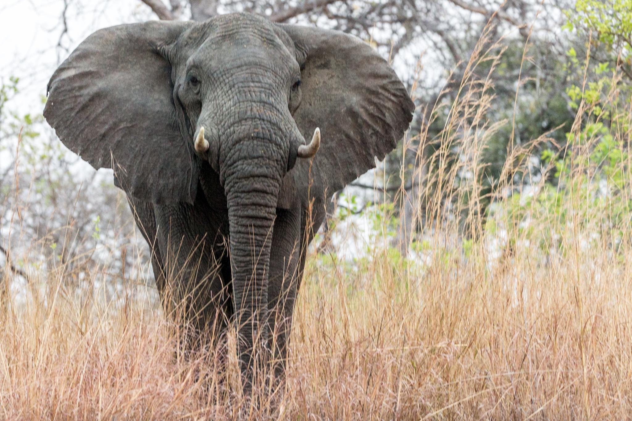 Elephant Kafue