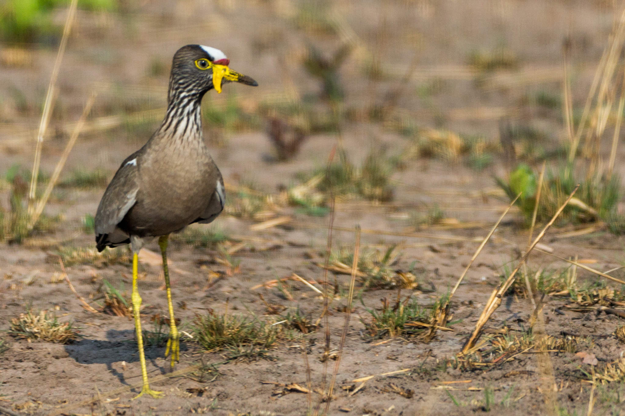 White Fronted Lapwing Kafue