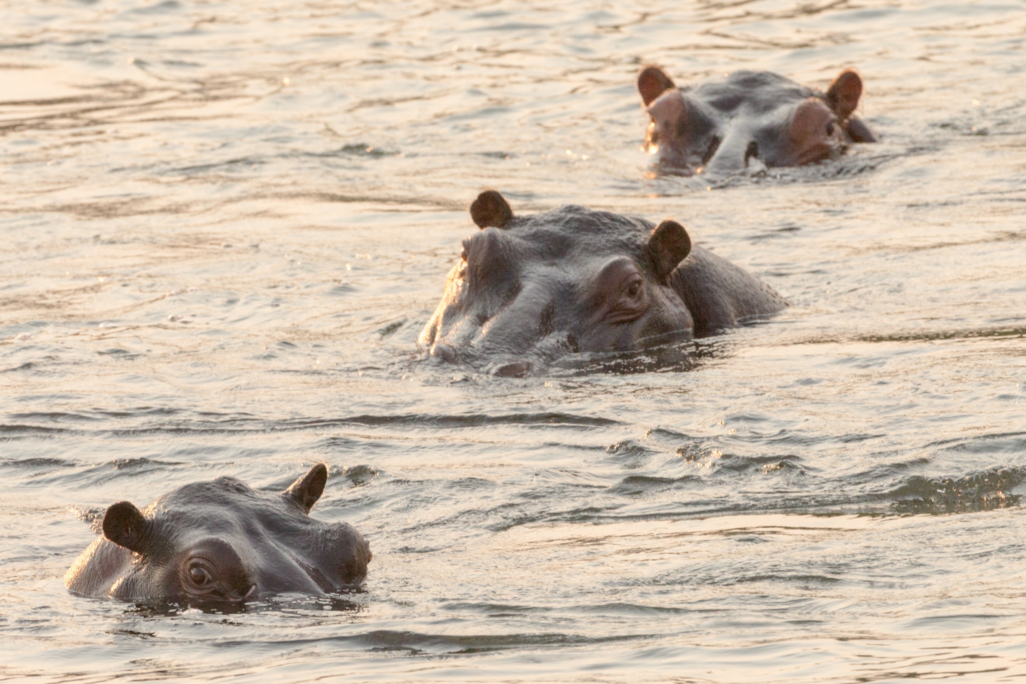 Hippo In The Kafue River