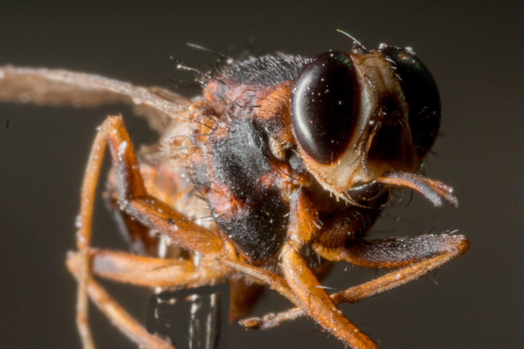 Tsetse Fly
