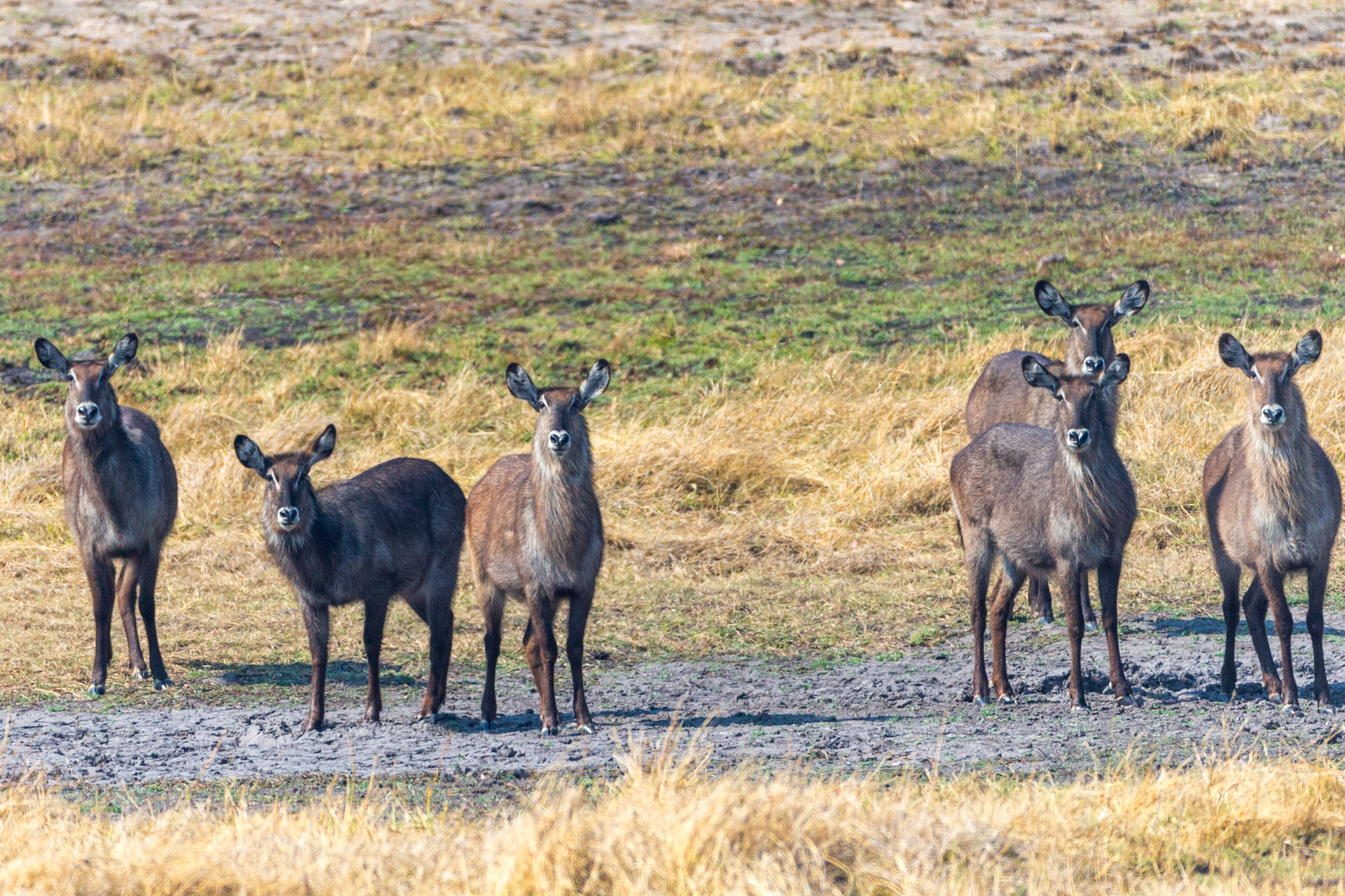 Waterbuck