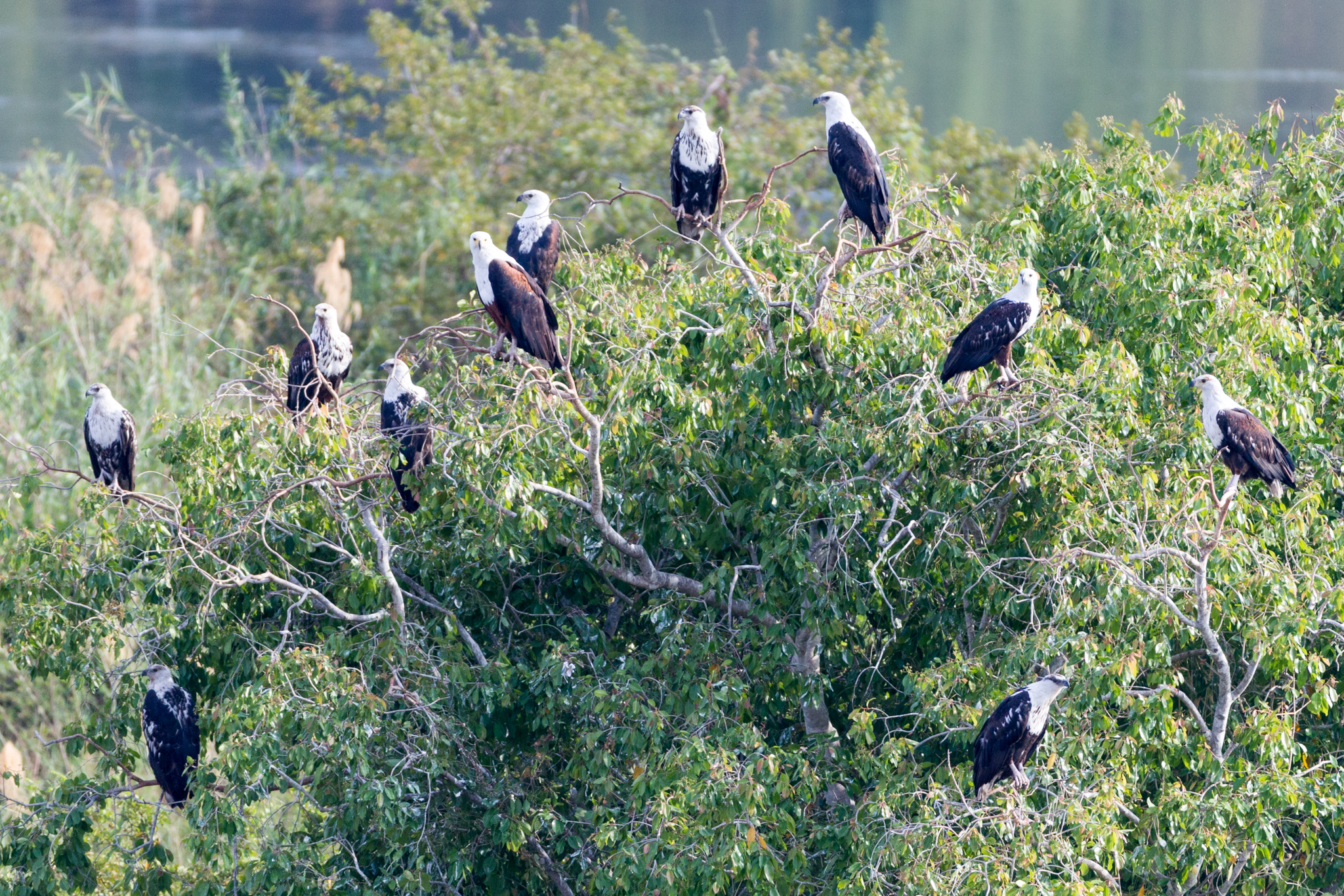 Fish Eagles Waiting For Dead Fish