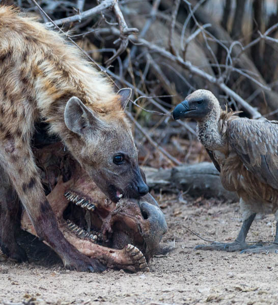 Hyena Scavenging