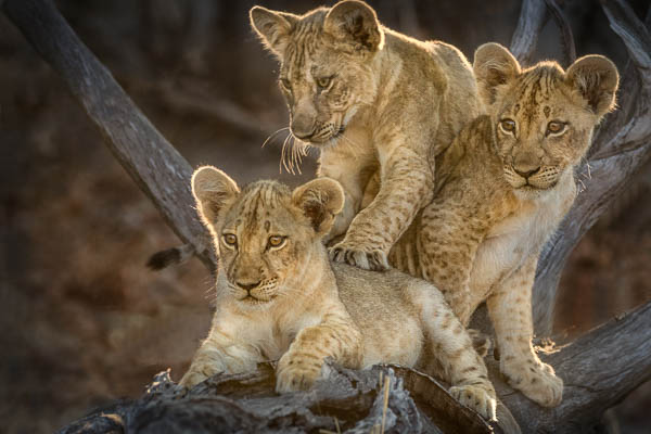 Lion Cubs In the Tree