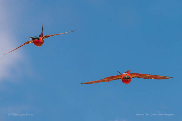 Carmine's In Flight WIth Insects