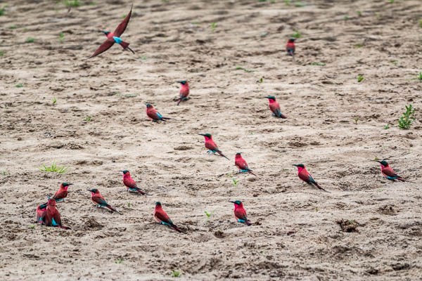 Carmine Bee  Eaters