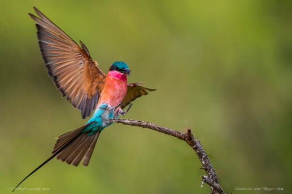 Carmine In Flight