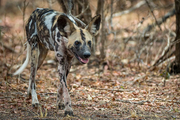 Wild Dog The Alpha Female