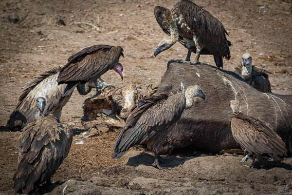 Vultures On a Dead Buffalo
