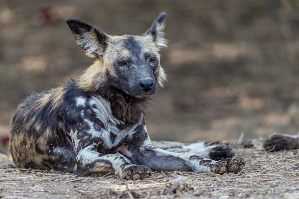 Wild Or Painted Dog 