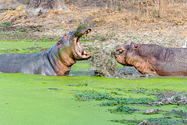 Hippo Fighting Over Territory