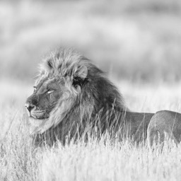 Lion
