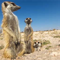 Meerkats