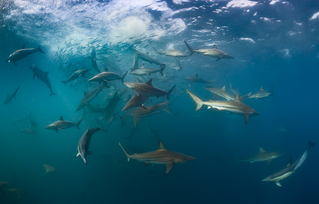 Shark Bait Ball