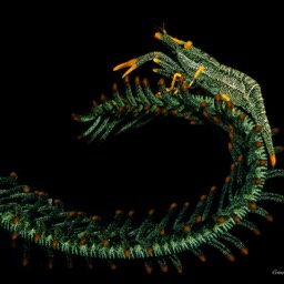 Crinoid Shrimp Lembe Straits