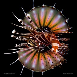 Fire Lionfish Lembe Straits