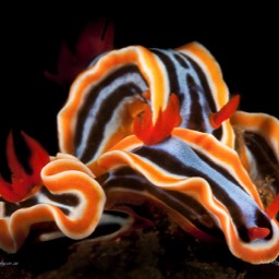 Nudibranch Orgy
