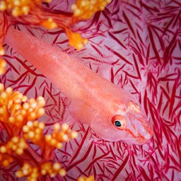 Soft Coral Goby Lembe Straits
