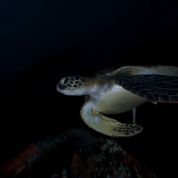 Hawksbill