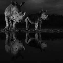 Rhino At Night