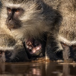 Thirsty Monkeys